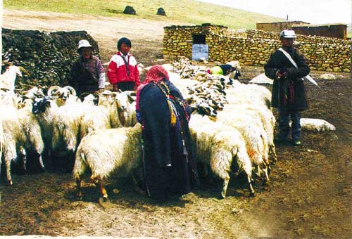 Milking sheep.